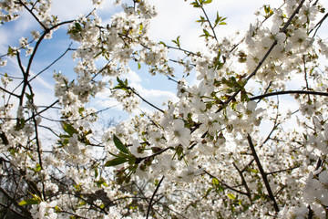 Branches of cherries covered with white flowers