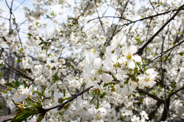  Gałęzie wiśni pokryte białymi kwiatami