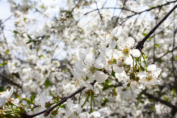 Branches of cherries covered with white flowers