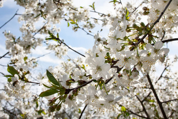  Gałęzie wiśni pokryte białymi kwiatami