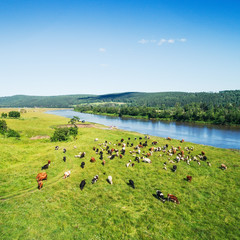 Aerial view of the herd of cows and sheep at green meadow near with river. Drone photo of plein air of river and green field with herd of cows and sheeps. Ural, Bashkiria, Russia.