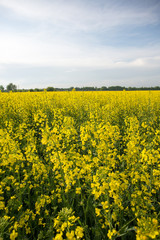 Fototapeta premium rapeseed field near big city