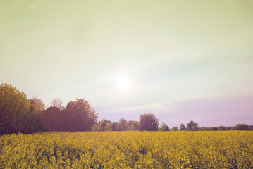 Obraz premium rapeseed field near big city