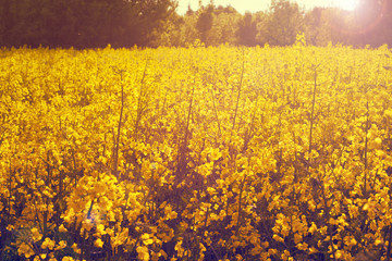Obraz premium rapeseed field near big city