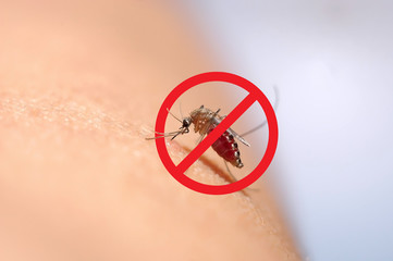Close up of mosquito sucking blood with warnning sign.   
