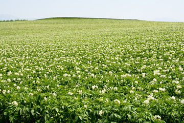 Fototapeta na wymiar 白い花が咲いたジャガイモ畑