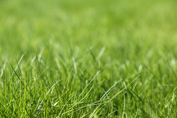 Fresh green grass in sunlight, selective focus. Bright spring nature background, sunny meadow texture