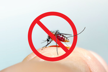 Close up of mosquito sucking blood with warnning sign.