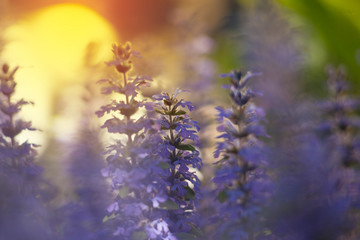 Fototapeta na wymiar beautiful ajuga in the garden in spring on the sun background 