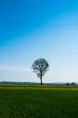 水田地帯に立つ一本の木