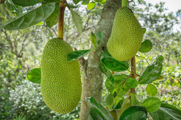 a pair of big green jack fruit on a branch
