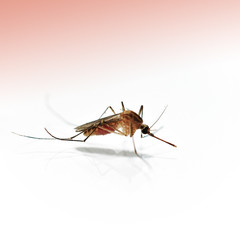 Mosquito dangerous villain destroys lives, Tone background