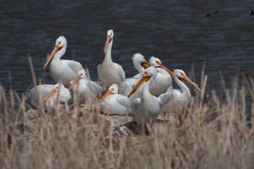 The Pelicans -- A Gathering