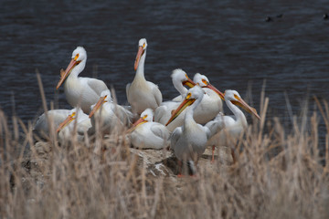 The Pelicans -- A Gathering