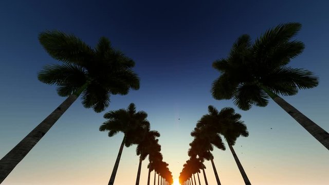 Sunset With Coconut Trees