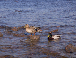 Two ducks in the water, one is standing on the rock