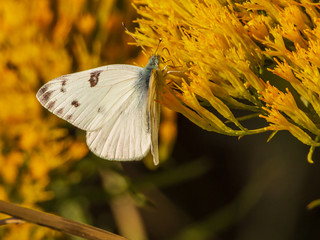 butterfly on yellow flower
