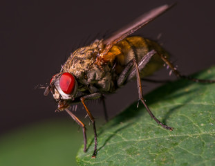 Fly on a leaf - great detail of face, compound eye, and thorax