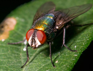 Naklejka premium Fly on a leaf - great detail of face and compound eyes