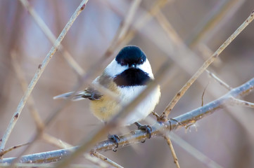 Black-capped chickadee - taken in near the Minnesota River in the Minnesota Valley National Wildlife Refuge