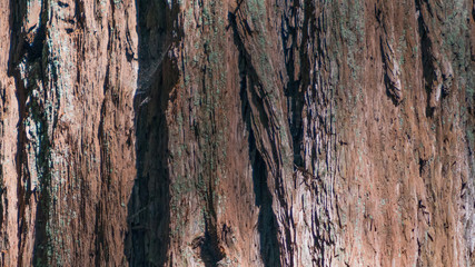 Closeup detail of bark of giant redwood in Armstrong Redwoods State Natural Reserve - Sonoma County, California