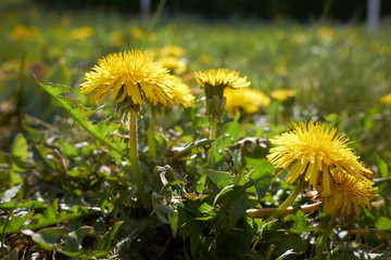 Blossom of growing dandelion in spring