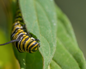 Closeup macro of monarch caterpillar snacking on milkweed leaves - in Minnesota