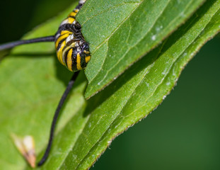 Closeup macro of monarch caterpillar snacking on milkweed leaves - in Minnesota