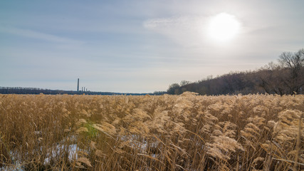 Beautiful field of golden color aquatic grasses / reeds backlit by bright sun with coal power plant in background - on the Minnesota River in the Minnesota Valley National Wildlife Refuge