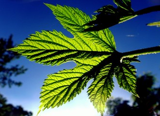  green leaf on the sky background