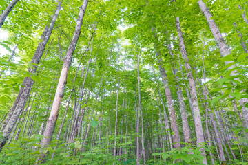 Fototapeta na wymiar Deciduous tree forest with green leaves in the Porcupine Mountains Wilderness State Park in the Upper Peninsula of Michigan - looking from ground up to the sky
