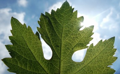 green leaf on white background