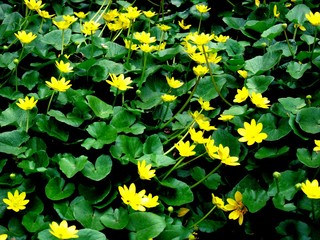 background of green leaves