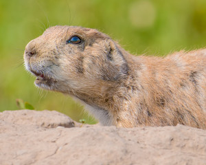 Closeup portrait of a very cute, furry, and expressive prairie dog in the Badlands National Park