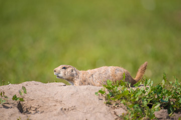 Closeup portrait of a very cute, furry, and expressive prairie dog in the Badlands National Park