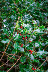 The red berries and green leaves on a growing tree
