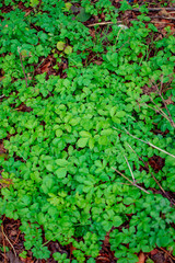 Green leaves of small plants in the park