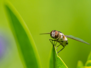 Fly on a leaf - great detail of face and compound eye - on green leaf with smooth blurry green background / bokeh