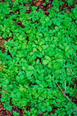 The small lucky leaves of plant inside the park