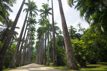 Botanical Garden of Rio de Janeiro Brazil.