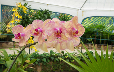 Fototapeta na wymiar Orchids in the Botanical Garden of Rio de Janeiro Brazil.