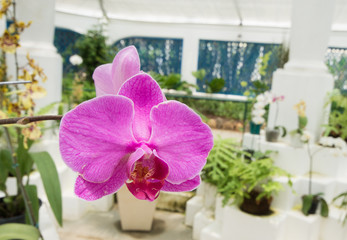 Obraz premium Orchids in the Botanical Garden of Rio de Janeiro Brazil.