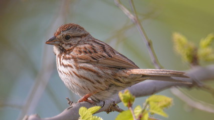 Sparrow species in a tree in the spring - Wood Lake Nature Center in Minnesota