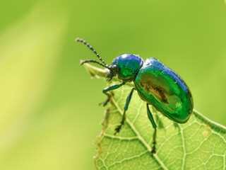 I believe this is a dogbane beetle - on a green leaf with a smooth green background / bokeh - taken in Theodore Wirth Park in Minnesota