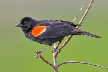 Red-winged blackbird closeup portrait - perched in the Minnesota Valley Wildlife Refuge