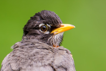 Closeup American robin portrait with smooth green background - great detail of head - taken at the Wood Lake Nature Center in Minnesota