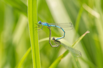 Pair of bluet damselflies perched and breeding on a blade of grass