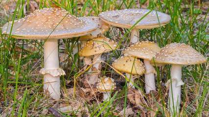 Group of mushrooms - likely or similar to Fly Agaric Amanita muscaria - in Governor Knowles State Forest in Northern Wisconsin