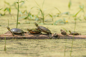 Group of cute painted turtles lined up straight on a log surrounded by water that is soft green with plant seeds and algae - taken in a Minnesota summer