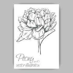 peony flower hand-drawn
